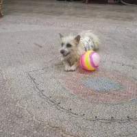 سگ پا کوتاه|سگ|بجنورد, |دیوار