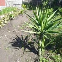 یوکا کوچیک ریشه دار واسه حیاط سازی