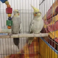 عروس هلندی فروش فوری