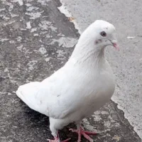 کبوتر ماهرو