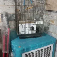 قفس عروس طوطی