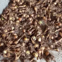 پیاز گل دانه برفی یا زنگوله|گل و گیاه طبیعی|لاهیجان, بازکیاگوراب|دیوار