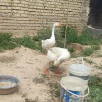 غاز