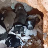 چند عدد توله سرابی درجه یک