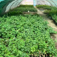 مزرعه انگور رضازاده