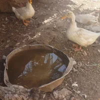 اردک|حیوانات مزرعه|باوی, |دیوار