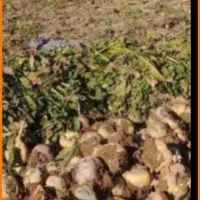 چقندرقند|لوازم جانبی حیوانات|فامنین, |دیوار