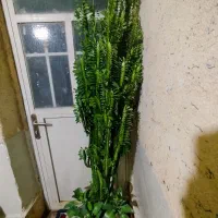 گلهای خونگی مقاوم (باشت)