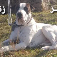 سگ بولی کوتا