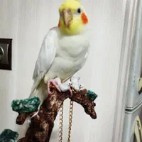 گمشده