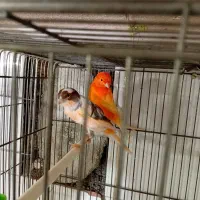 سه جفت قناری تضمینی جوجه رسون دارن آغول گرم میکنن|پرنده|تربت‌حیدریه, باغ سلطانی|دیوار