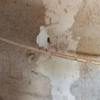 کبوتر پرشی