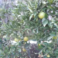 فروش درخت پرتقال و درخت کاج و محبوبه شب|خدمات باغبانی و درختکاری|پرهسر, |دیوار