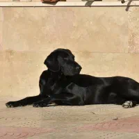 واگذاری سگ لابرادوار مشکی ماده عقیم شده