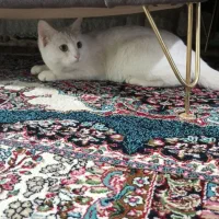 گربه پرشین|گربه|کرمان, |دیوار