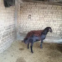 دوتا قوچ افشاری هترو ازمایش شده دارای ژن دوقلو زا|حیوانات مزرعه|مرودشت, نقش رستم|دیوار