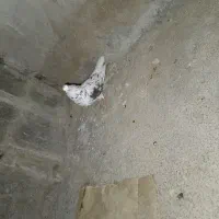 کبوتر|پرنده|باغ ملک, |دیوار