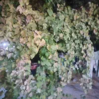 اجاره ماهان