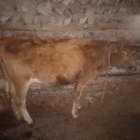 گوساله یک عدد نر ویک ماده فروش