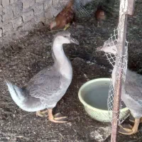 جفت قوغاز نرو ماده فوری