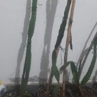 نهال دراگون فروت