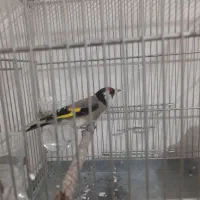 سره|پرنده|کرج, کوی امامیه|دیوار