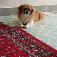 گمشده|حیوانات|نورآباد ممسنی, |دیوار