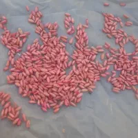 خریدار بذر گندم دیم و جو دیم