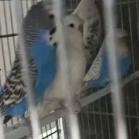 مرغ‌ عشق‌‌ انگلیسی