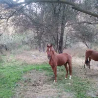 اسب چهار سال نژاد خالص کرد وعرب