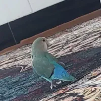 دستی جفت فروشی به دلیل جا نداشتن