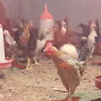 فروش خروس محلی