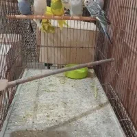 مرغ عشق دونخور یا مغولوف ده عدد|پرنده|قم, قلعه عموحسین|دیوار