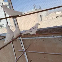 کفتر پرشی یجایی|پرنده|تهران, خاوران|دیوار