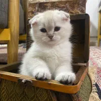 گربه|گربه|تبریز, |دیوار