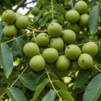 نهال گردو چندلر دیرگل، مقاوم به سرما و یخبندان|خدمات باغبانی و درختکاری|کامیاران, |دیوار