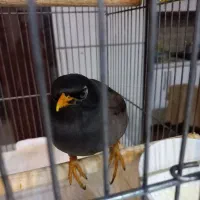 پرنده مینا|پرنده|مشهد, شهید هاشمی نژاد|دیوار