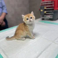 گربه های شجره خالص|گربه|شیراز, ستارخان|دیوار