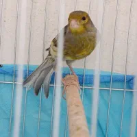 فروش یا معاوضه ماده قناری سبز با قناری ماده سرخ