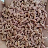 بذر گندم خارجی بدون داسه