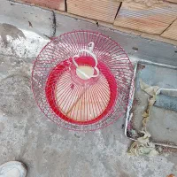 یک عدد قفس پرنده با جای اب و جا دون ویک جفت عروس