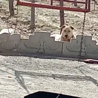 سگ افغانی|سگ|مشهد, شهرک شهید باهنر|دیوار