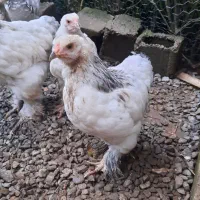 برهما|حیوانات مزرعه|تهران, هلال احمر|دیوار