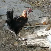 جوجه خروس گلین 3 ماهه زیر مرغی|حیوانات مزرعه|کرج, شهرک ظفر|دیوار