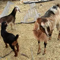 یک بز دورگ جوان با دو بزغاله