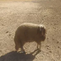 کاور ورن درجه یک سنجابی|حیوانات مزرعه|سرپل ذهاب, |دیوار