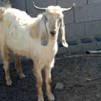 چپش یک سال چاق ۲۰کیلو گوشت داره|حیوانات مزرعه|حور, |دیوار