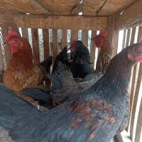 حراج ۵عدد مرغ تخم کن