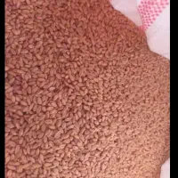 گندم آبی سیروان