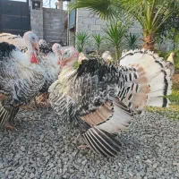 بوقلمون نر و ماده محلی